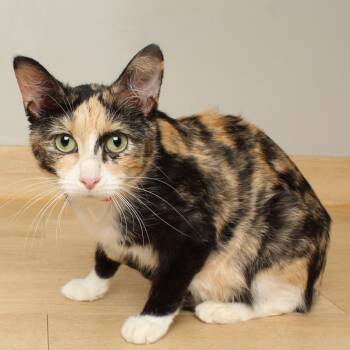 Rescue Domestic Short Hair Cats for Adoption in Minnetonka, Minnesota - Trinity C66316 | PetCurious