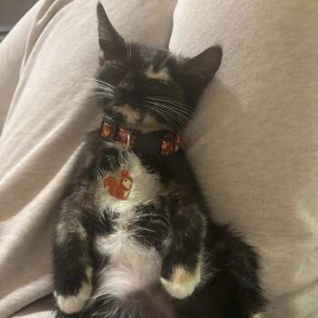 Fuji -  Domestic Short Hair Cat for Adoption in Weehawken Township, New Jersey - Fuji | PetCurious