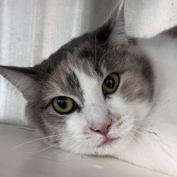 Domestic Short Hair Cats Available for Adoption - Ginny Rum | PetCurious