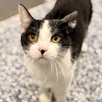 Harley -  Domestic Short Hair Cat for Adoption in Jackson Township, New Jersey - Harley | PetCurious