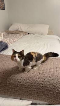 Rescue Domestic Long Hair Cats for Adoption in Sioux City, Iowa - Delores (AKA Dolly) | PetCurious