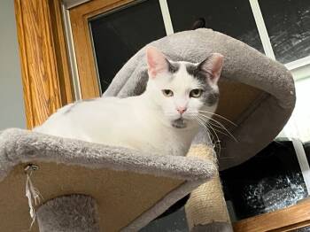 Rescue Domestic Short Hair Cats for Adoption in Brighton, Michigan - Spot | PetCurious