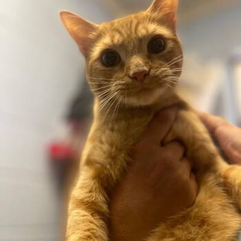 Lox -  Domestic Short Hair Cat for Adoption in Valley, Alabama - Lox | PetCurious