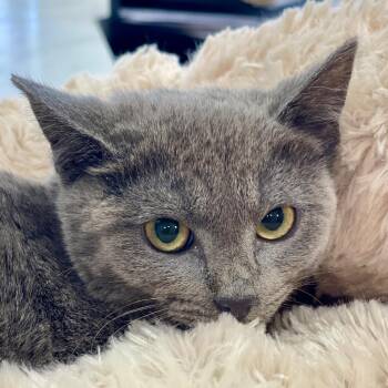 Domestic Short Hair Cats Available for Adoption in Tulsa, Oklahoma - Freya | PetCurious