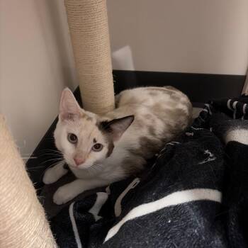 Fern -  Siamese Cat for Adoption in Muncie, Indiana - Fern | PetCurious