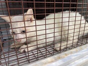 Domestic Short Hair Cats Available for Adoption - A652406 | PetCurious