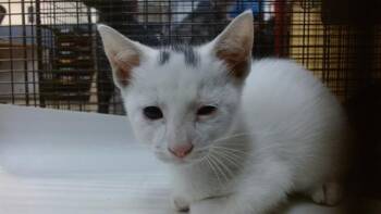 SNOW -  Domestic Short Hair Cat for Adoption in Doral, Florida - SNOW | PetCurious