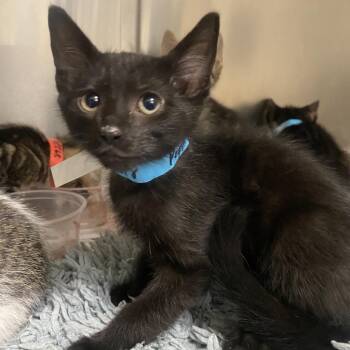 Pepper -  Domestic Short Hair Cat for Adoption in Milton, Florida - Pepper | PetCurious