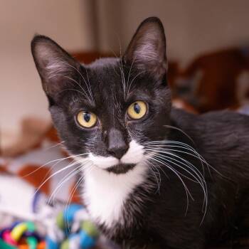 Horchata Nitro Cold Brew -  Domestic Short Hair Cat for Adoption in Mentor, Ohio - Horchata Nitro Cold Brew | PetCurious