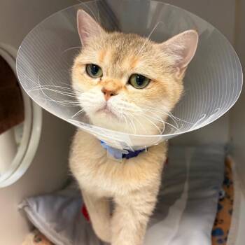 Zlata -  British Shorthair and Domestic Short Hair Cat for Adoption in Woodinville, Washington - Zlata | PetCurious