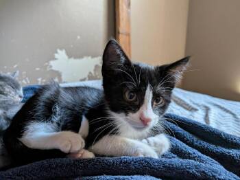 Springtrap -  Domestic Short Hair Cat for Adoption in Logan, Utah - Springtrap | PetCurious