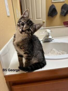 Cyanne -  Domestic Short Hair Cat for Adoption in Bellevue, Washington - Cyanne | PetCurious