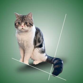 Exotic Shorthair Cats Available for Adoption - Hibou | PetCurious