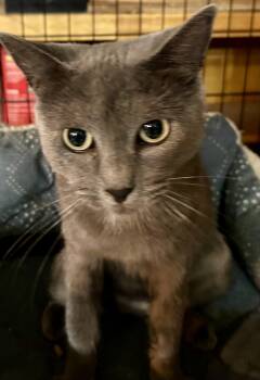 Rescue Russian Blue and Tabby Cats for Adoption in New Orleans, Louisiana - Twiggy | PetCurious