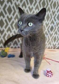 Earl -  Domestic Short Hair Cat for Adoption in Bucyrus, Ohio - Earl | PetCurious