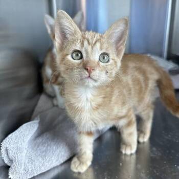 Domestic Short Hair Cats Available for Adoption in Matteson, Illinois - Timmy | PetCurious