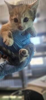 Domestic Medium Hair and Domestic Short Hair Cats Available for Adoption in Edgewood, New Mexico - Trixie Duck | PetCurious