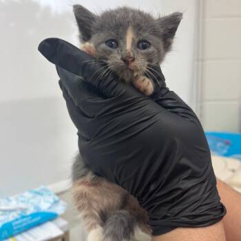 Pearl -  Domestic Short Hair Cat for Adoption in Corpus Christi, Texas - Pearl | PetCurious