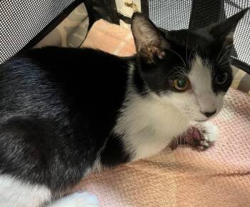 Brie -  Domestic Short Hair Cat for Adoption - Brie | PetCurious