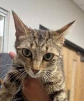 Nikki -  Domestic Short Hair Cat for Adoption in Greenfield, Indiana - Nikki | PetCurious