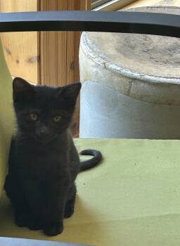 Rosemary -  Domestic Short Hair Cat for Adoption in Nashville, Tennessee - Rosemary | PetCurious