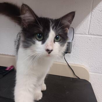 Oreo -  Domestic Long Hair Cat for Adoption in Ardmore, Oklahoma - Oreo | PetCurious