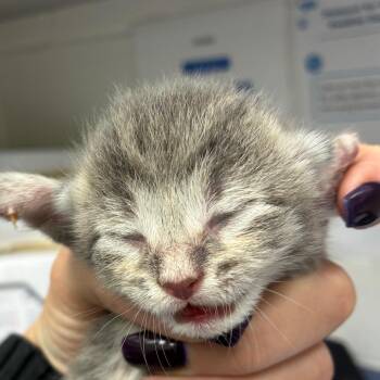 Ethan -  Domestic Short Hair Cat for Adoption in Corpus Christi, Texas - Ethan | PetCurious
