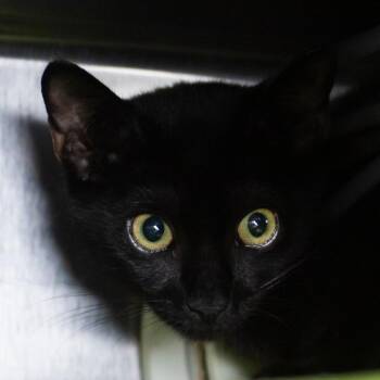 Sebastian -  Domestic Short Hair Cat for Adoption in Middletown, Rhode Island - Sebastian | PetCurious