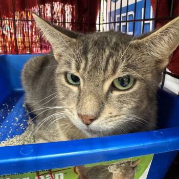 Rescue Domestic Short Hair Cats for Adoption in Abingdon, Maryland - 1025-143 Cecilia | PetCurious