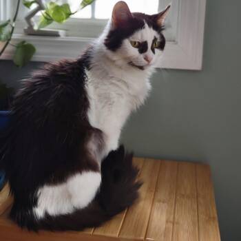 Tizzy -  Domestic Medium Hair Cat for Adoption in Mokena, Illinois - Tizzy | PetCurious