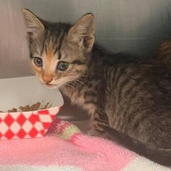 Kiera -  Domestic Short Hair Cat for Adoption in Long Beach, California - Kiera | PetCurious