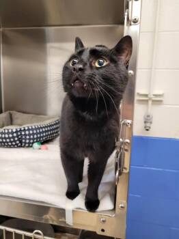 Domestic Short Hair Cats Available for Adoption - Binx | PetCurious