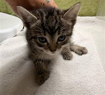 Domestic Short Hair Cats Available for Adoption in Riverside, California - A1916585 | PetCurious