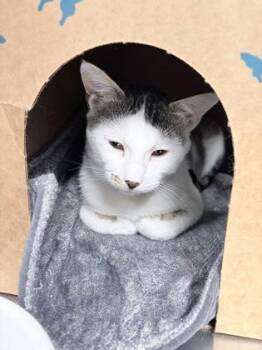 Spookley -  Domestic Short Hair Cat for Adoption in Redmond, Oregon - Spookley | PetCurious