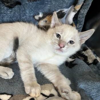 Yzma -  Domestic Short Hair Cat for Adoption in Redwood City, California - Yzma | PetCurious