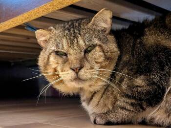 The Professor -  Domestic Short Hair Cat for Adoption in San Jose, California - The Professor | PetCurious