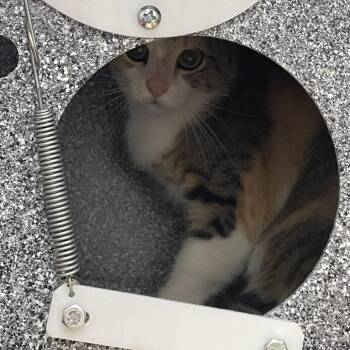 Jessika -  Domestic Short Hair Cat for Adoption in Dickinson, Texas - Jessika | PetCurious
