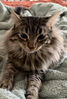 Domestic Short Hair Cats Available for Adoption in Pflugerville, Texas - Yogi | PetCurious