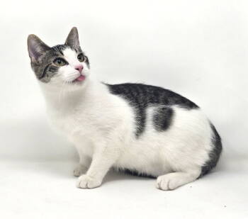 Rescue American Shorthair Cats for Adoption in Crompond, New York - Wilson | PetCurious