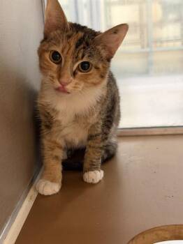 Domestic Short Hair Cats Available for Adoption in Pasadena, Texas - PATCHES | PetCurious