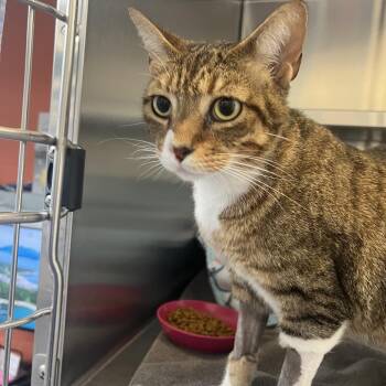 Lucky -  Domestic Short Hair Cat Available for Adoption in Sarasota, Florida - Lucky | PetCurious