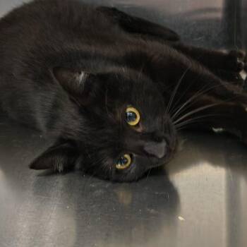 Domestic Short Hair Cats Available for Adoption in Burlington, Iowa - Midnight | PetCurious