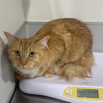 Wester (Chester) -  Domestic Medium Hair Cat for Adoption in Tampa, Florida - Wester (Chester) | PetCurious