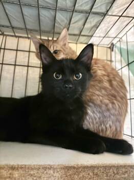 Rescue Domestic Medium Hair Cats for Adoption in Memphis, Tennessee - Mambo | PetCurious