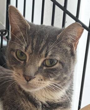 Misses Puff -  Domestic Short Hair Cat for Adoption in Peconic, New York - Misses Puff | PetCurious