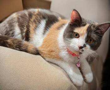 Dilute Calico Cats Available for Adoption - Sparkles 03/25 KK | PetCurious