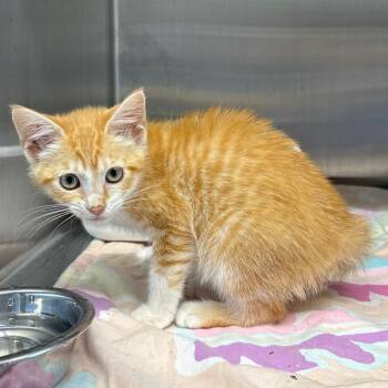 Little Foot -  Domestic Short Hair Cat for Adoption in Morganton, North Carolina - Little Foot | PetCurious