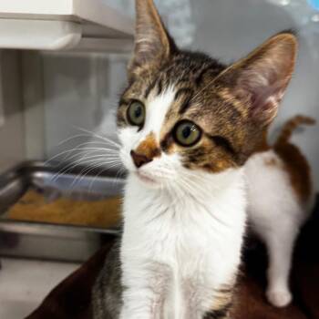 Tropical -  Domestic Short Hair Cat for Adoption in Wheeling, Illinois - Tropical | PetCurious