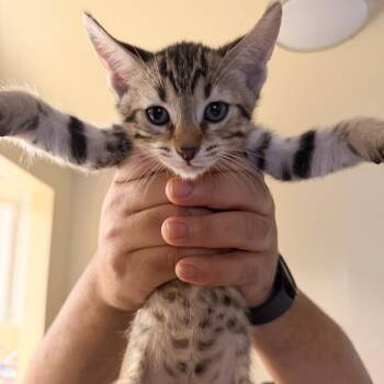 Oliver -  Domestic Short Hair Cat for Adoption in Vallejo, California - Oliver | PetCurious