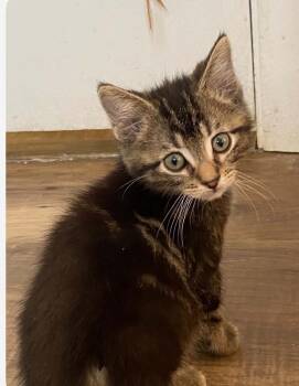 Captain -  Domestic Medium Hair Cat for Adoption in Mishawaka, Indiana - Captain | PetCurious